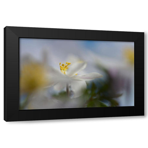 Anemone Nemorosa Black Modern Wood Framed Art Print with Double Matting by Westum, Heidi