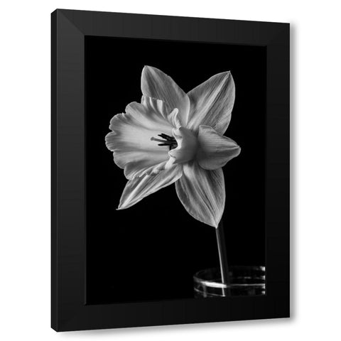 Narcissus May 2015 Black Modern Wood Framed Art Print by M. Fielding, Edward