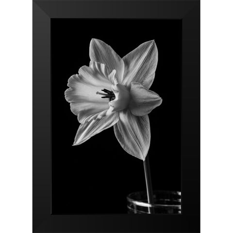 Narcissus May 2015 Black Modern Wood Framed Art Print by M. Fielding, Edward