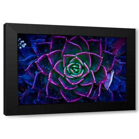 Wild Flowers Black Modern Wood Framed Art Print with Double Matting by Pandya, Hardik