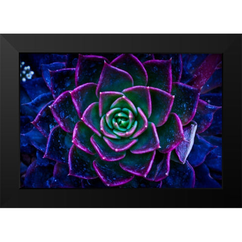 Wild Flowers Black Modern Wood Framed Art Print by Pandya, Hardik