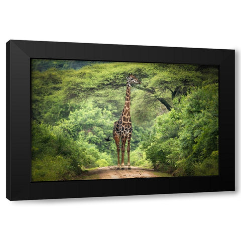 Unexpected Meeting Black Modern Wood Framed Art Print by Trubitsyn, Kirill