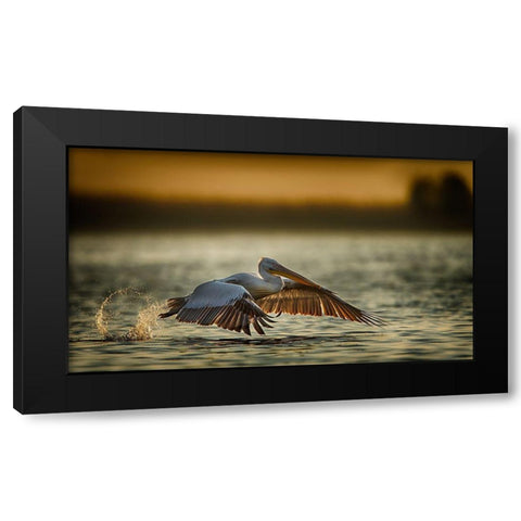 Pelican Take Off...2 Black Modern Wood Framed Art Print by Akpinar, Baris
