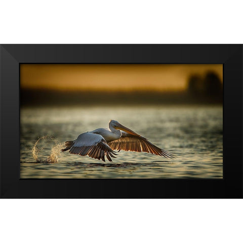 Pelican Take Off...2 Black Modern Wood Framed Art Print by Akpinar, Baris