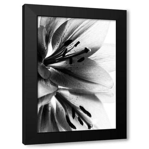 Lily Black Modern Wood Framed Art Print by Koenig, Andre