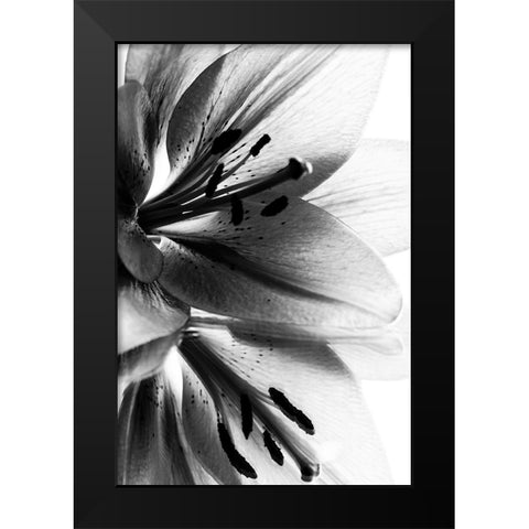 Lily Black Modern Wood Framed Art Print by Koenig, Andre