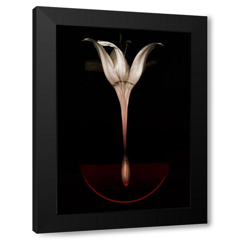 Floating Lily Black Modern Wood Framed Art Print by Lilja, Johan