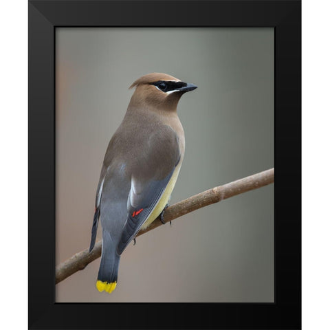 Strike A Pose Black Modern Wood Framed Art Print by Barsh, Greg