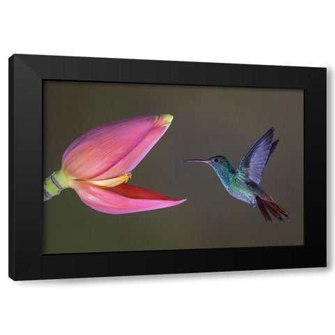 Target Practice Black Modern Wood Framed Art Print by Barsh, Greg