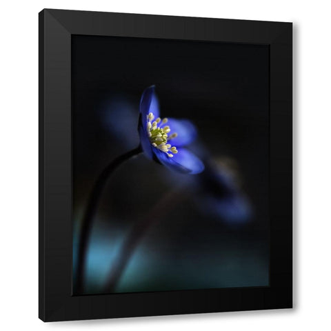 Hepatica Nobilis Ll Black Modern Wood Framed Art Print with Double Matting by Westum, Heidi