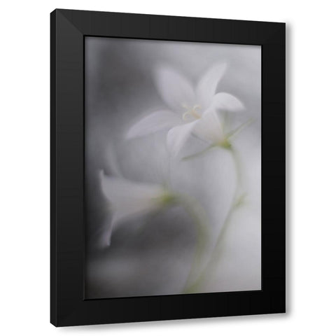 Bells Black Modern Wood Framed Art Print by Reindl, Doris