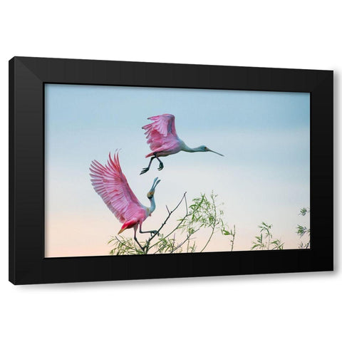 Rosy Pair (Roseate Spoonbills) Black Modern Wood Framed Art Print with Double Matting by Mei, C.