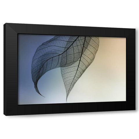 Cavatina Black Modern Wood Framed Art Print by Kowatari, Shihya