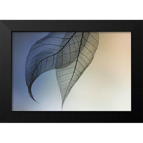 Cavatina Black Modern Wood Framed Art Print by Kowatari, Shihya