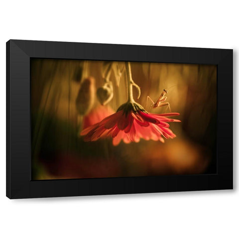 Nous Venons En Paix Black Modern Wood Framed Art Print by BRAVIN, Fabien