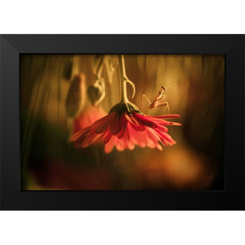 Nous Venons En Paix Black Modern Wood Framed Art Print by BRAVIN, Fabien