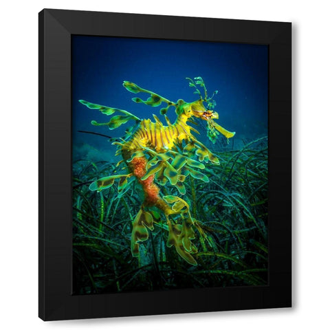 Leafy Sea Dragon - Male With Eggs Black Modern Wood Framed Art Print by Abadschieff, Jan