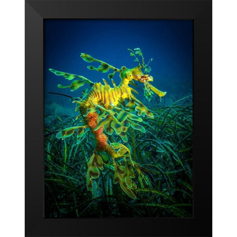Leafy Sea Dragon - Male With Eggs Black Modern Wood Framed Art Print by Abadschieff, Jan