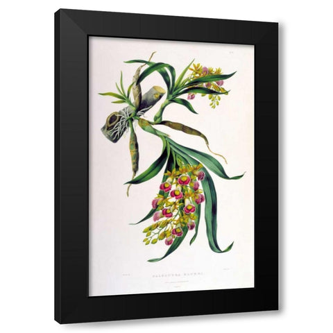 Orchid, Galeandra Baueri Black Modern Wood Framed Art Print with Double Matting by Withers, Augusta