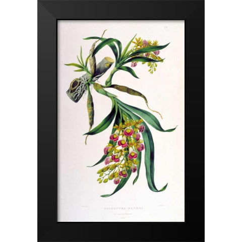 Orchid, Galeandra Baueri Black Modern Wood Framed Art Print by Withers, Augusta