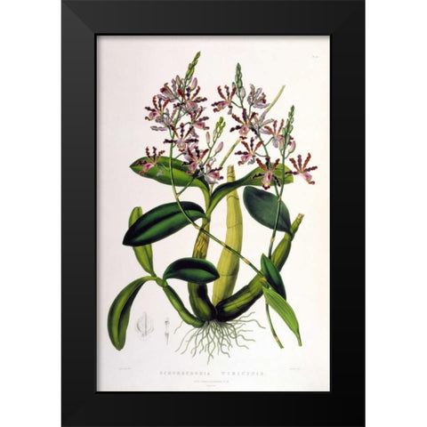 Orchid, Schomburgkia Tibicinus Black Modern Wood Framed Art Print by Withers, Augusta