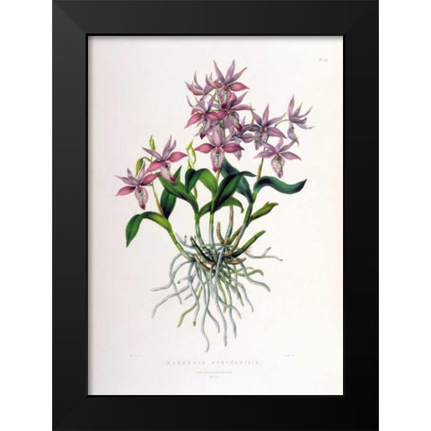 Orchid, Barkeria Spectabilis Black Modern Wood Framed Art Print by Withers, Augusta