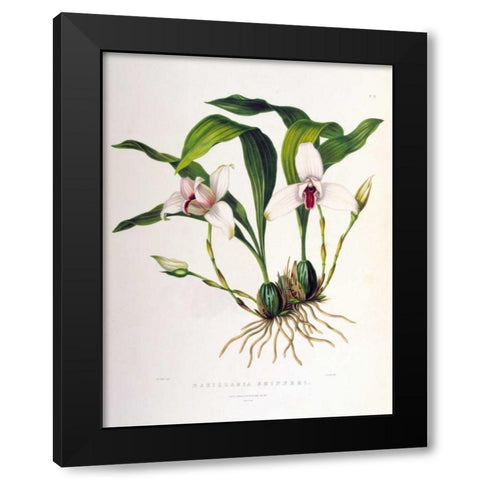 Orchid, Maxillaria Skinneri Black Modern Wood Framed Art Print with Double Matting by Withers, Augusta