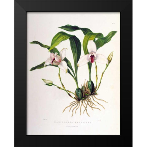 Orchid, Maxillaria Skinneri Black Modern Wood Framed Art Print by Withers, Augusta