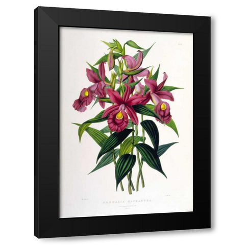 Orchid, Sobralia Macrantha Black Modern Wood Framed Art Print with Double Matting by Withers, Augusta