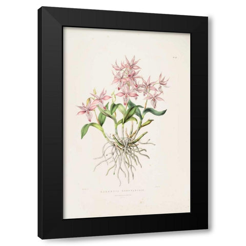 Orchid, Barkeria Spectabilis Black Modern Wood Framed Art Print with Double Matting by Withers, Augusta