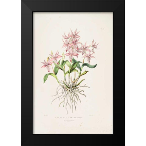 Orchid, Barkeria Spectabilis Black Modern Wood Framed Art Print by Withers, Augusta