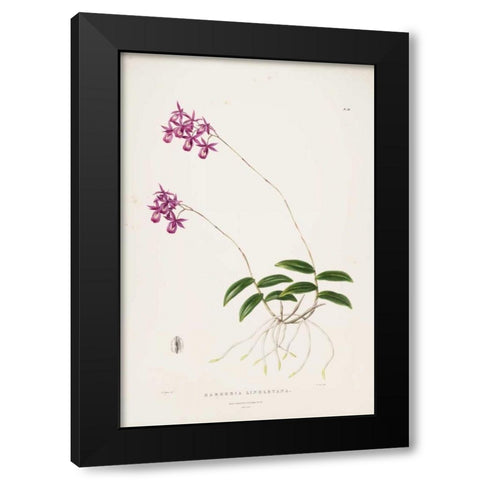 Orchid, Barkeria Lindleyana Black Modern Wood Framed Art Print with Double Matting by Withers, Augusta