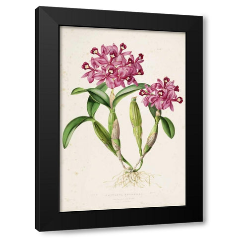 Orchid, Catleya Skinneri Black Modern Wood Framed Art Print with Double Matting by Withers, Augusta