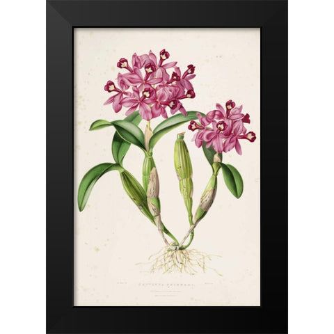 Orchid, Catleya Skinneri Black Modern Wood Framed Art Print by Withers, Augusta