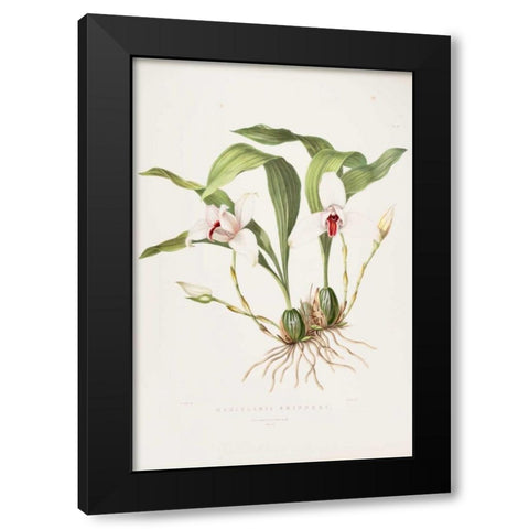 Orchid, Maxillaria Skinneri Black Modern Wood Framed Art Print with Double Matting by Withers, Augusta