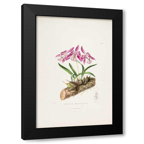Orchid, Laelia Majalis Black Modern Wood Framed Art Print with Double Matting by Withers, Augusta