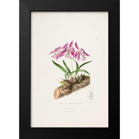 Orchid, Laelia Majalis Black Modern Wood Framed Art Print by Withers, Augusta