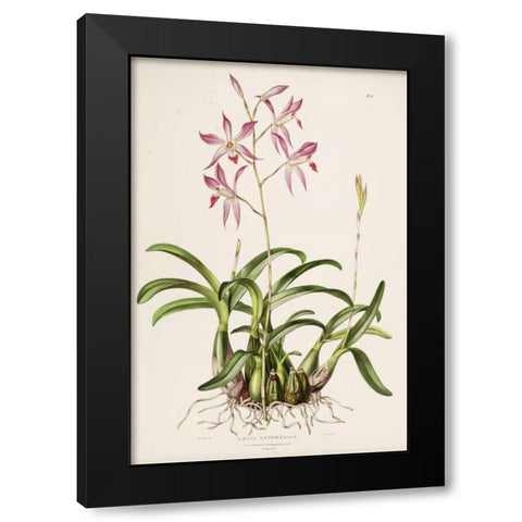 Orchid, Laela Autumnalis Black Modern Wood Framed Art Print with Double Matting by Withers, Augusta