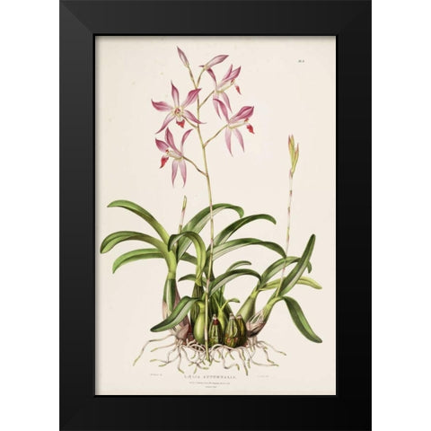 Orchid, Laela Autumnalis Black Modern Wood Framed Art Print by Withers, Augusta