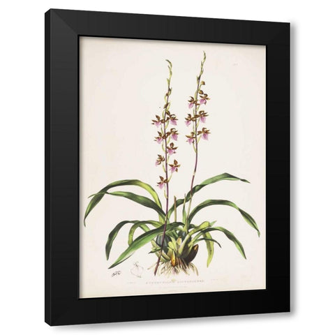 Orchid, Cyrtochilum Bictioniense Black Modern Wood Framed Art Print with Double Matting by Withers, Augusta