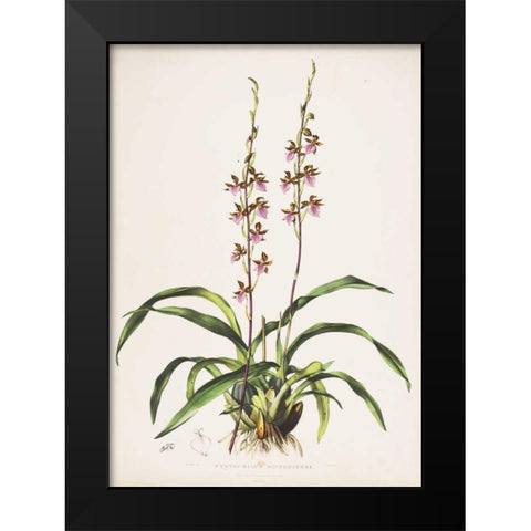 Orchid, Cyrtochilum Bictioniense Black Modern Wood Framed Art Print by Withers, Augusta