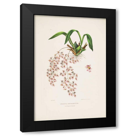 Orchid, Oncidium Bateman Black Modern Wood Framed Art Print with Double Matting by Withers, Augusta