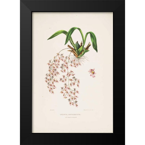 Orchid, Oncidium Bateman Black Modern Wood Framed Art Print by Withers, Augusta