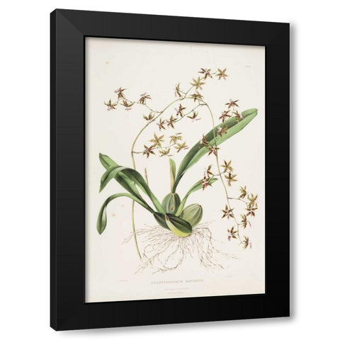 Orchid, Odontoglossum Hastatum Black Modern Wood Framed Art Print with Double Matting by Withers, Augusta