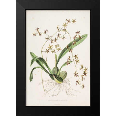 Orchid, Odontoglossum Hastatum Black Modern Wood Framed Art Print by Withers, Augusta