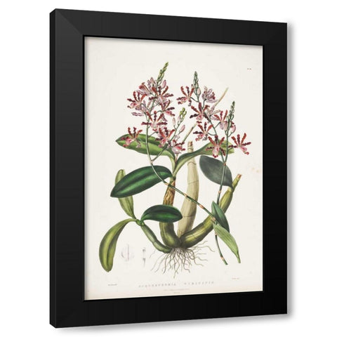 Orchid, Schomburgkia Tibicinis Black Modern Wood Framed Art Print with Double Matting by Withers, Augusta