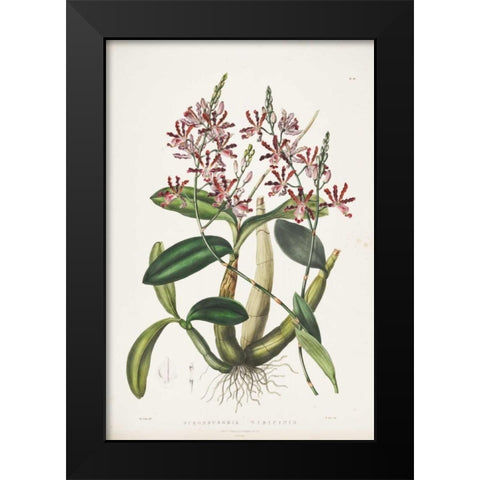 Orchid, Schomburgkia Tibicinis Black Modern Wood Framed Art Print by Withers, Augusta