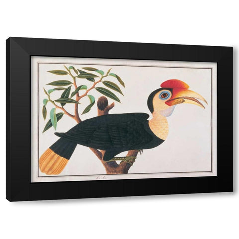 Ke-ke Hornbill Black Modern Wood Framed Art Print with Double Matting by Anonymous