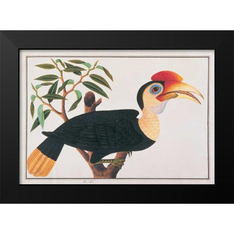 Ke-ke Hornbill Black Modern Wood Framed Art Print by Anonymous