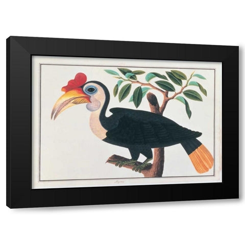 Ingang, Hornbill Black Modern Wood Framed Art Print with Double Matting by Anonymous